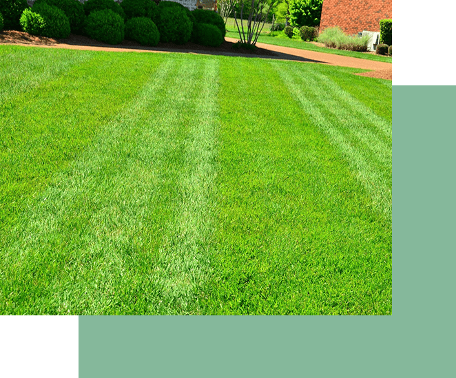 Manicured lawn with striped mowing pattern in a residential landscaping garden.